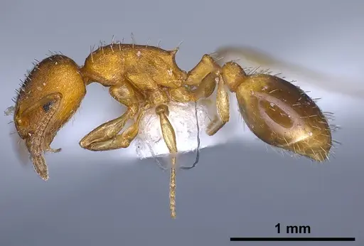 Temnothorax alienus specimen ANTWEB1041296 image antweb1041296_4