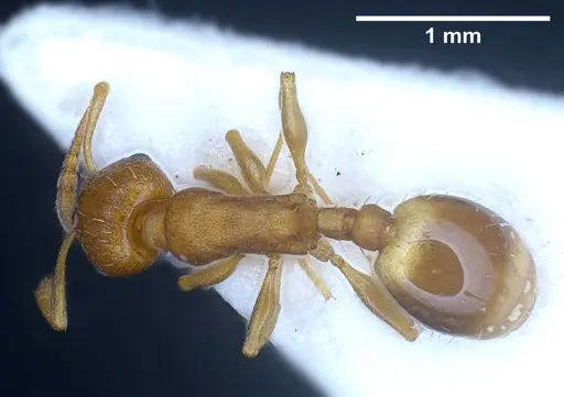 Temnothorax alienus specimen ANTWEB1041297 image antweb1041297_1
