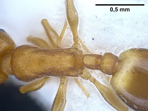 Temnothorax alienus specimen ANTWEB1041297 image antweb1041297_2