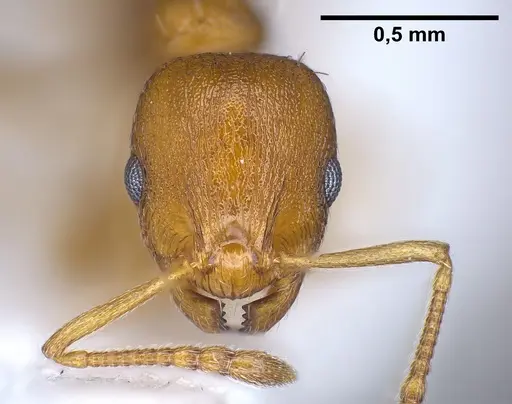 Temnothorax alienus specimen ANTWEB1041297 image antweb1041297_3