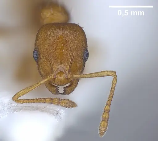 Temnothorax alienus specimen ANTWEB1041297 image antweb1041297_4