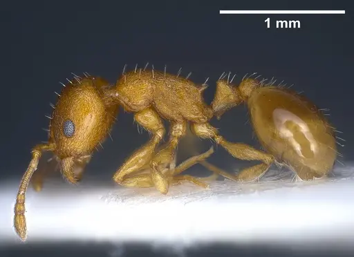 Temnothorax alienus specimen ANTWEB1041297 image antweb1041297_5