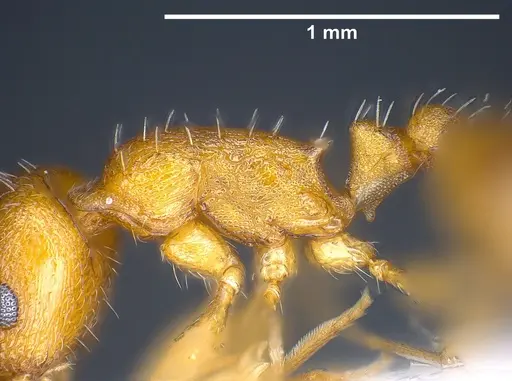 Temnothorax alienus specimen ANTWEB1041297 image antweb1041297_6