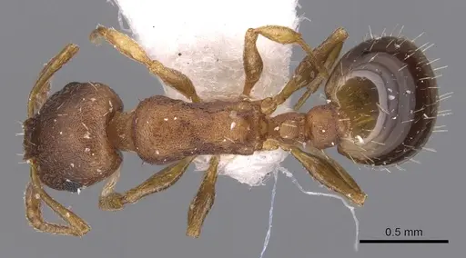 Temnothorax alienus specimen CASENT0904557 image casent0904557_1