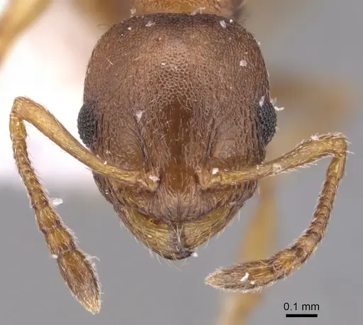 Temnothorax alienus specimen CASENT0904557 image casent0904557_2