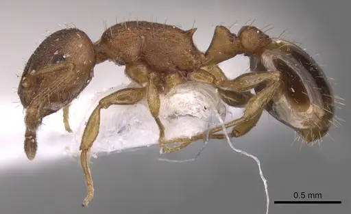 Temnothorax alienus specimen CASENT0904557 image casent0904557_3