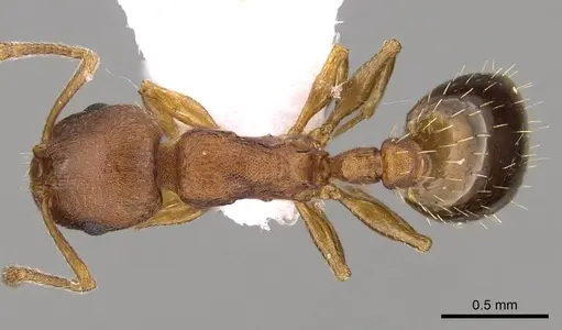 Temnothorax alienus specimen CASENT0914420 image casent0914420_1
