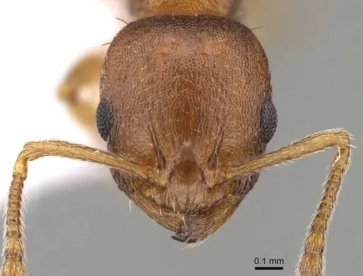 Temnothorax alienus specimen CASENT0914420 image casent0914420_2