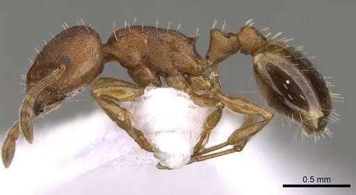Temnothorax alienus specimen CASENT0914420 image casent0914420_3