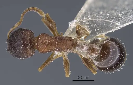 Temnothorax alienus specimen CASENT0917439 image casent0917439_1