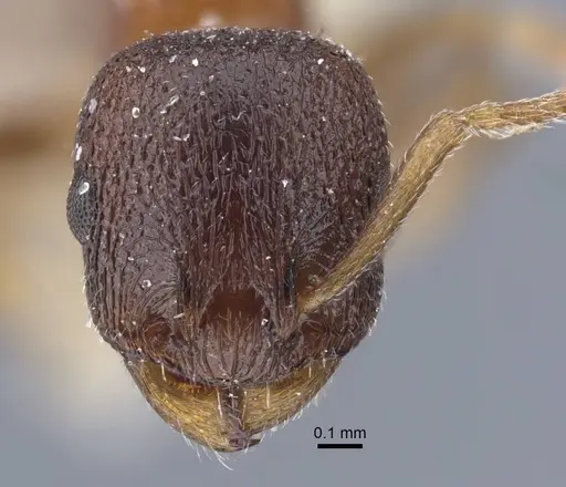 Temnothorax alienus specimen CASENT0917439 image casent0917439_2