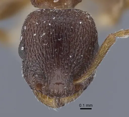 Temnothorax alienus specimen CASENT0917439 image casent0917439_3