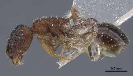 Temnothorax alienus specimen CASENT0917439 image casent0917439_4