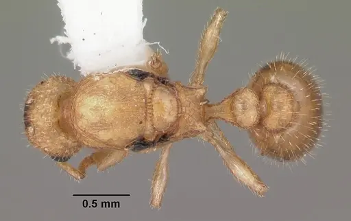 Temnothorax allardycei specimen CASENT0104005 image casent0104005_1