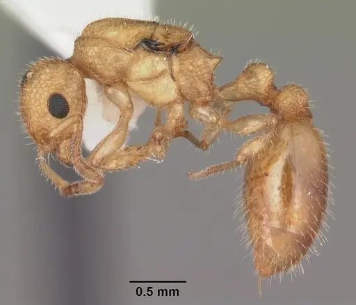 Temnothorax allardycei specimen CASENT0104005 image casent0104005_3