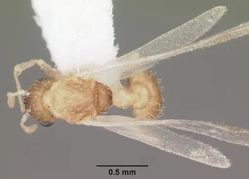 Temnothorax allardycei specimen CASENT0104008 image casent0104008_1