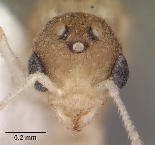Temnothorax allardycei specimen CASENT0104008 image casent0104008_2