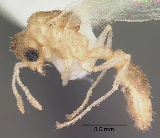 Temnothorax allardycei specimen CASENT0104008 image casent0104008_3