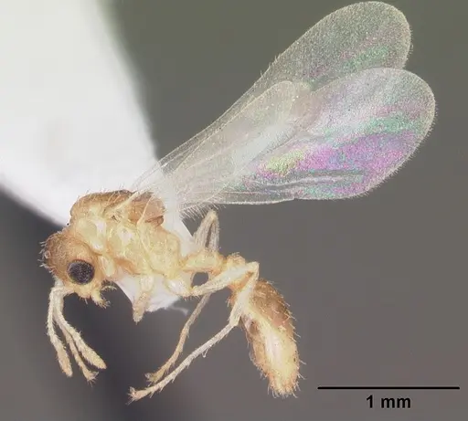 Temnothorax allardycei specimen CASENT0104008 image casent0104008_4