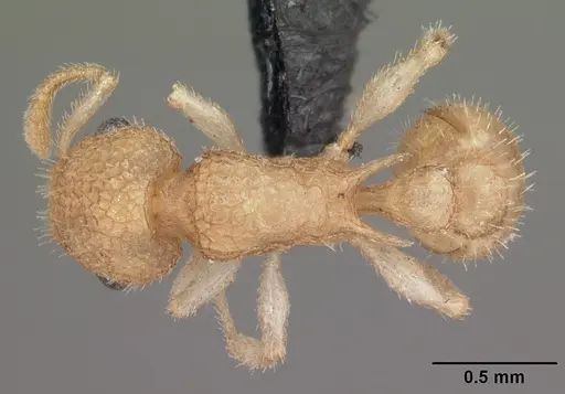 Temnothorax allardycei specimen CASENT0104009 image casent0104009_1
