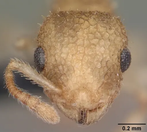 Temnothorax allardycei specimen CASENT0104009 image casent0104009_2