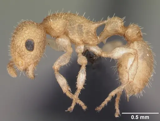 Temnothorax allardycei specimen CASENT0104009 image casent0104009_3