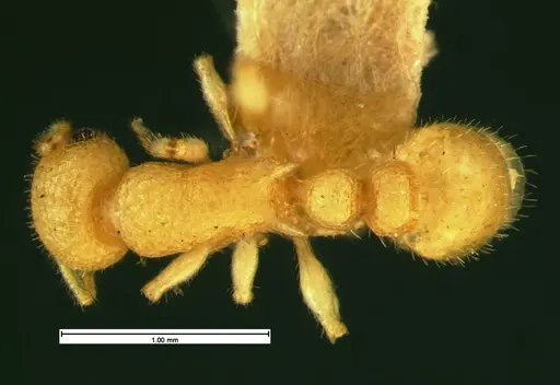 Temnothorax allardycei specimen CASENT0105614 image casent0105614_1