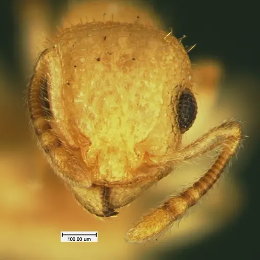 Temnothorax allardycei specimen CASENT0105614 image casent0105614_2