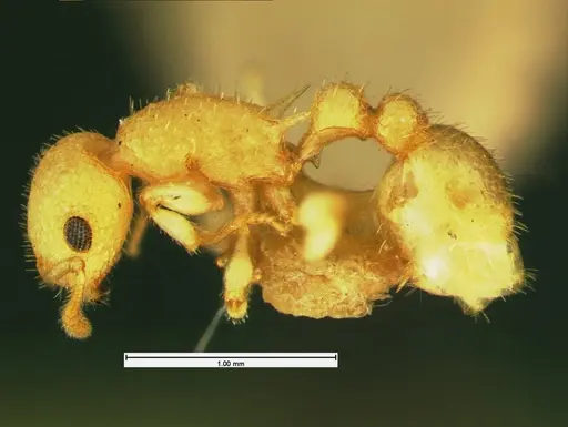 Temnothorax allardycei specimen CASENT0105614 image casent0105614_3