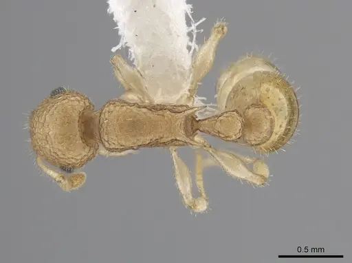 Temnothorax allardycei specimen CASENT0651968 image casent0651968_1