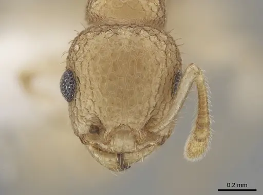 Temnothorax allardycei specimen CASENT0651968 image casent0651968_2