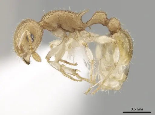 Temnothorax allardycei specimen CASENT0651968 image casent0651968_3
