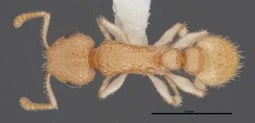Temnothorax allardycei specimen FMNHINS0000088652 image fmnhins0000088652_1