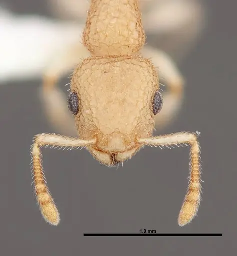 Temnothorax allardycei specimen FMNHINS0000088652 image fmnhins0000088652_2