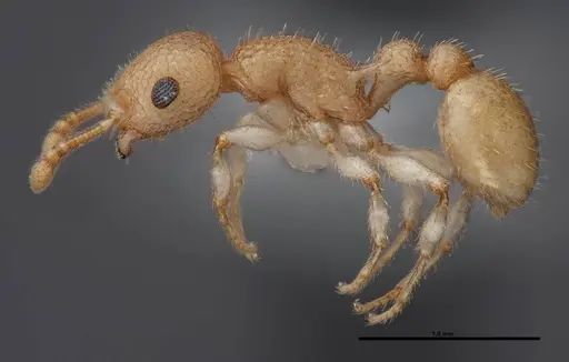 Temnothorax allardycei specimen FMNHINS0000088652 image fmnhins0000088652_3