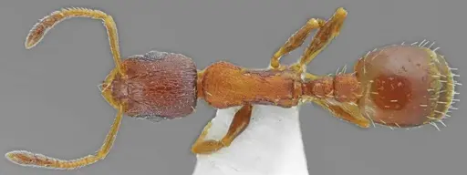 Temnothorax alpinus specimen ANTWEB1008963 image antweb1008963_1