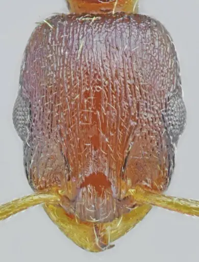 Temnothorax alpinus specimen ANTWEB1008963 image antweb1008963_2