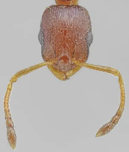 Temnothorax alpinus specimen ANTWEB1008963 image antweb1008963_3
