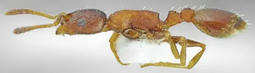 Temnothorax alpinus specimen ANTWEB1008963 image antweb1008963_4