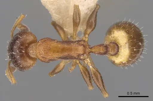 Temnothorax alpinus specimen CASENT0906171 image casent0906171_1