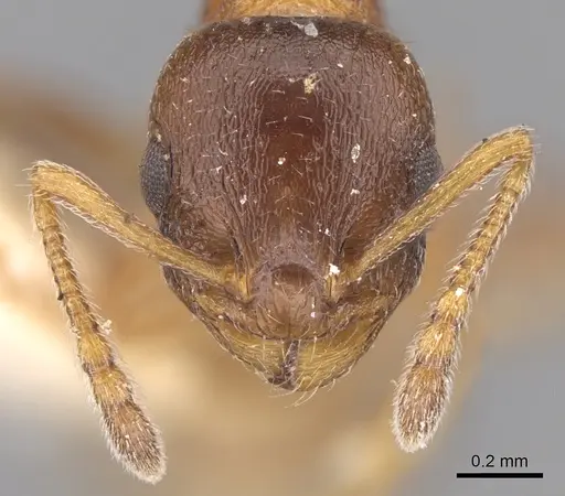 Temnothorax alpinus specimen CASENT0906171 image casent0906171_2