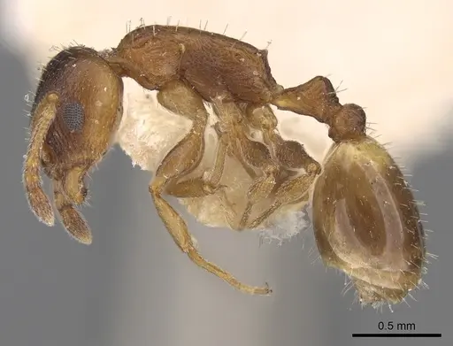 Temnothorax alpinus specimen CASENT0906171 image casent0906171_3