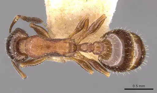 Temnothorax alpinus specimen CASENT0909041 image casent0909041_1