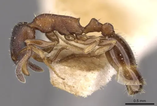 Temnothorax alpinus specimen CASENT0909041 image casent0909041_3