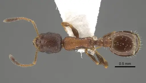 Temnothorax alpinus specimen CASENT0917452 image casent0917452_1