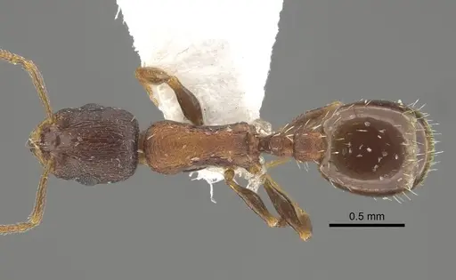 Temnothorax alpinus specimen CASENT0917452 image casent0917452_2