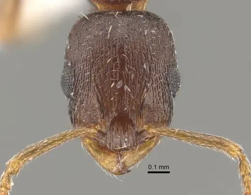 Temnothorax alpinus specimen CASENT0917452 image casent0917452_3