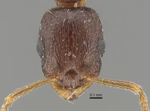Temnothorax alpinus specimen CASENT0917452 image casent0917452_4