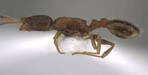Temnothorax alpinus specimen CASENT0917452 image casent0917452_5