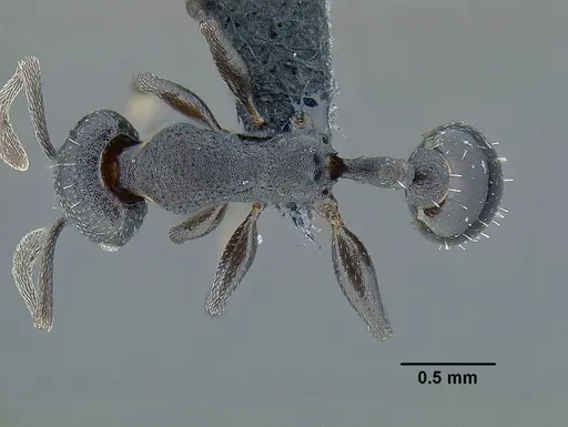 Temnothorax altinodus specimen CASENT0617708 image casent0617708_1